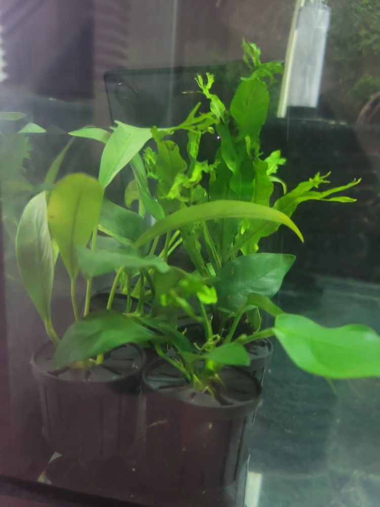 Aquarium Plants Anubias And Java Fern