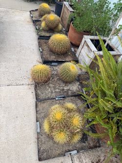 Golden barrel cactus