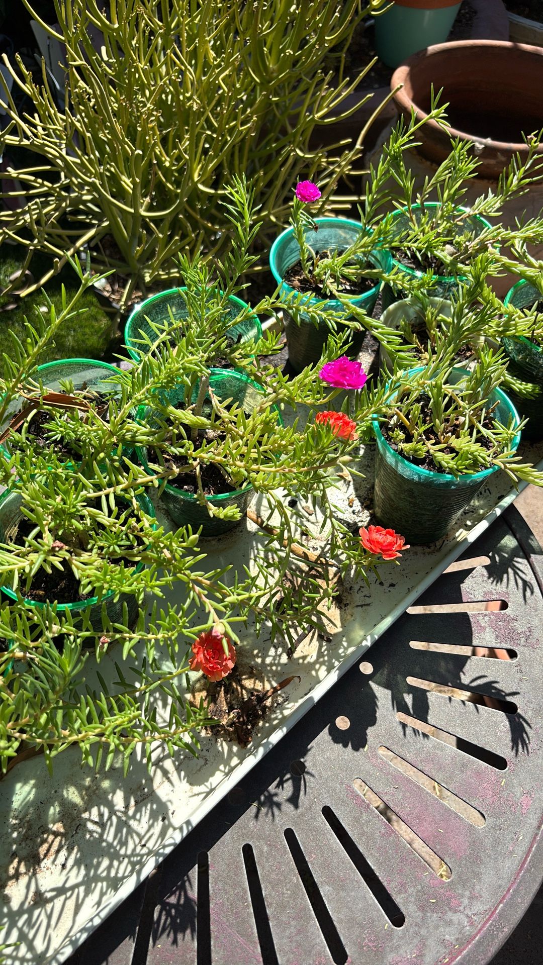 Beautiful Plant