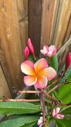 Plumeria tree