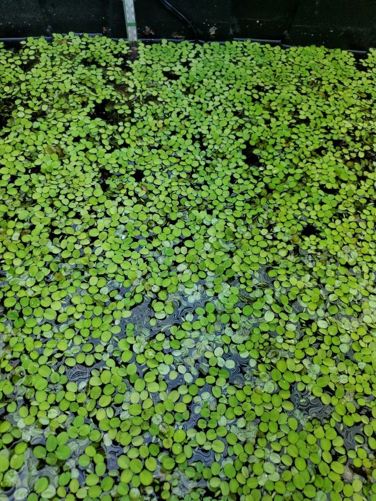 Salvia Minima Floating Aquarium Plant