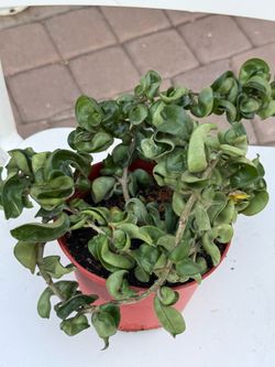 Hoya Carnosa