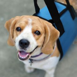 Carrying Hearts Pet Sling Dog Harness Blue, Small