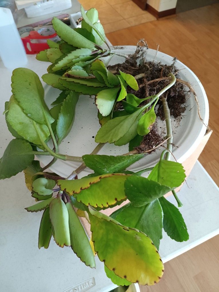1 Lb Miracle Leaf Kalanche Pinnata Bareroot Plants $10 - Ship $9