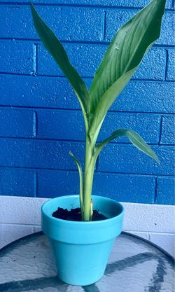 Medium canna Lilly