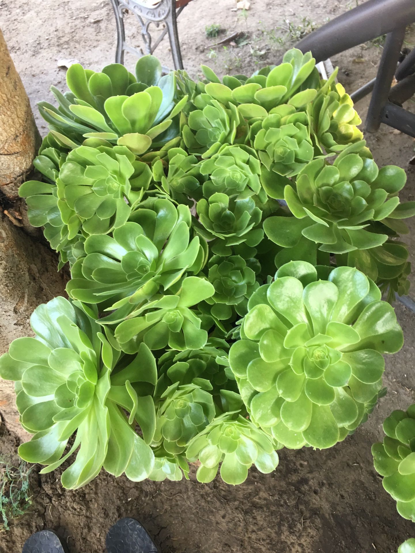 Aeoniums