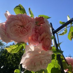 English Rose