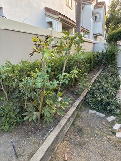 Free Boxwood hedge