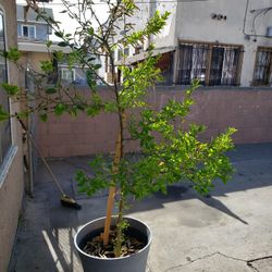 Lemon Tree