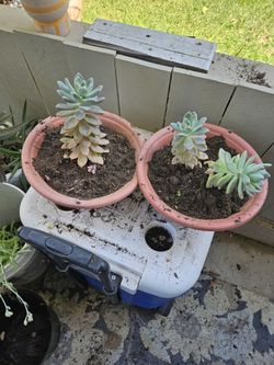 plant