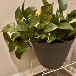  Golden Devil's Ivy - Pothos - Epipremnum  Very Easy to Grow Live Plant Ornament Decor for Home, Kitchen, Office, Table, Desk - Attracts Z