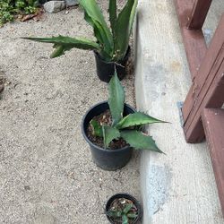 Plantas De Maguey