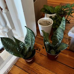 Snake Plants!! $10 Each 