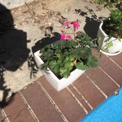 pink geranium in ceramic pot