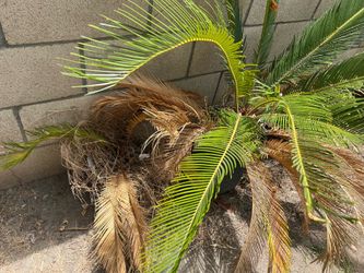 Sago palm (free)