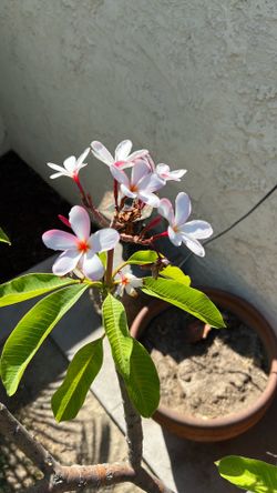 Red and white Plumaria in pots