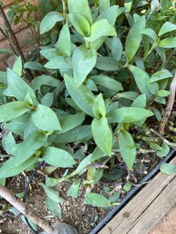 Free string of bananas, Mexican petunia and wandering Jew cuttings!