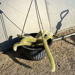 Monkey Tail Cactus 🌵 