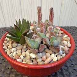Cactus Arrangement