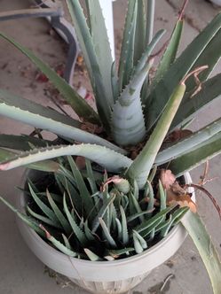Aloe vera pups for sale