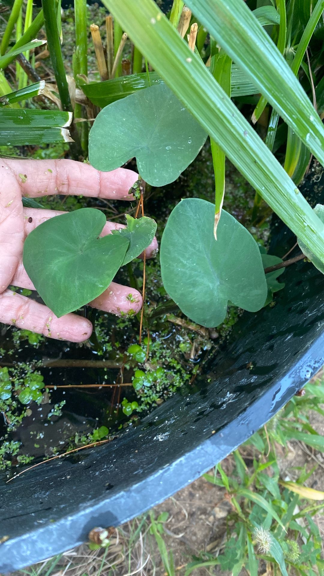 Baby Water Plants π±