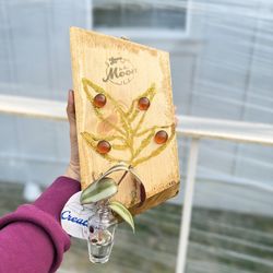 Rustic wall decoration with little plant 🪴