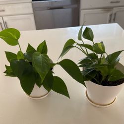 Two Set of Pothos Plants In 6” White Pots