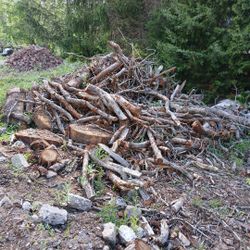 Oak Fire Woods 