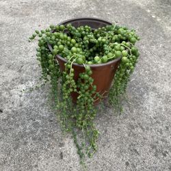 6in Pot String Of Pearl Succulent 