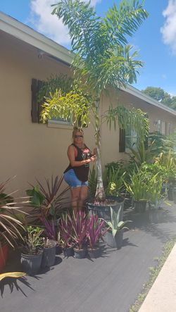 25 gallon single foxtail palm appox 10 feet tall