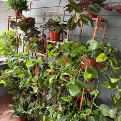 Affordable Indoor Plants