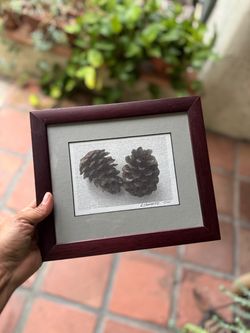 Framed Pine Cone Original Artwork
