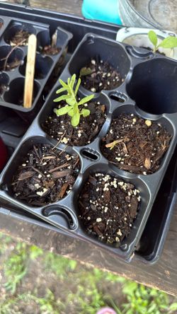Rosemary And Black Eyed Susan
