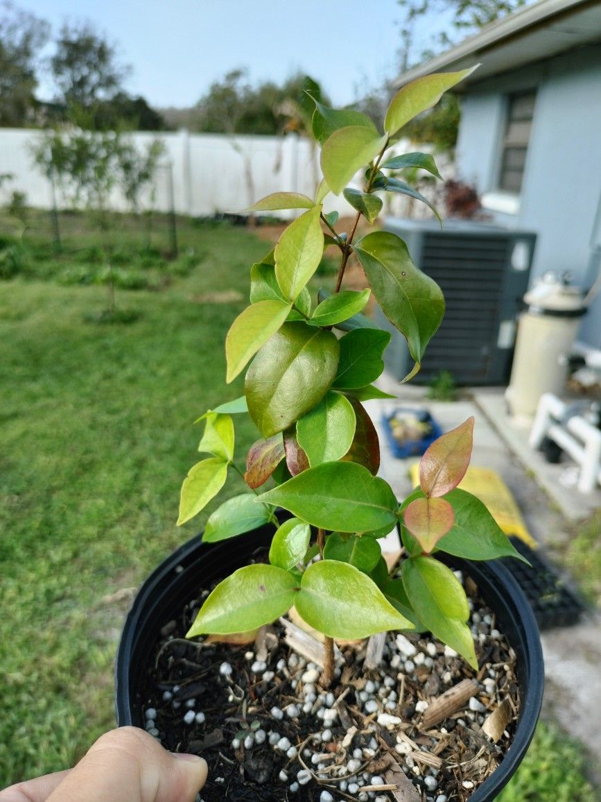 Suriname Cherry Plants