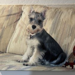 Portrait of a Shnauzer