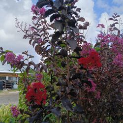 🏡🏡Blooming Crape Myrtle Tree 15gl $110