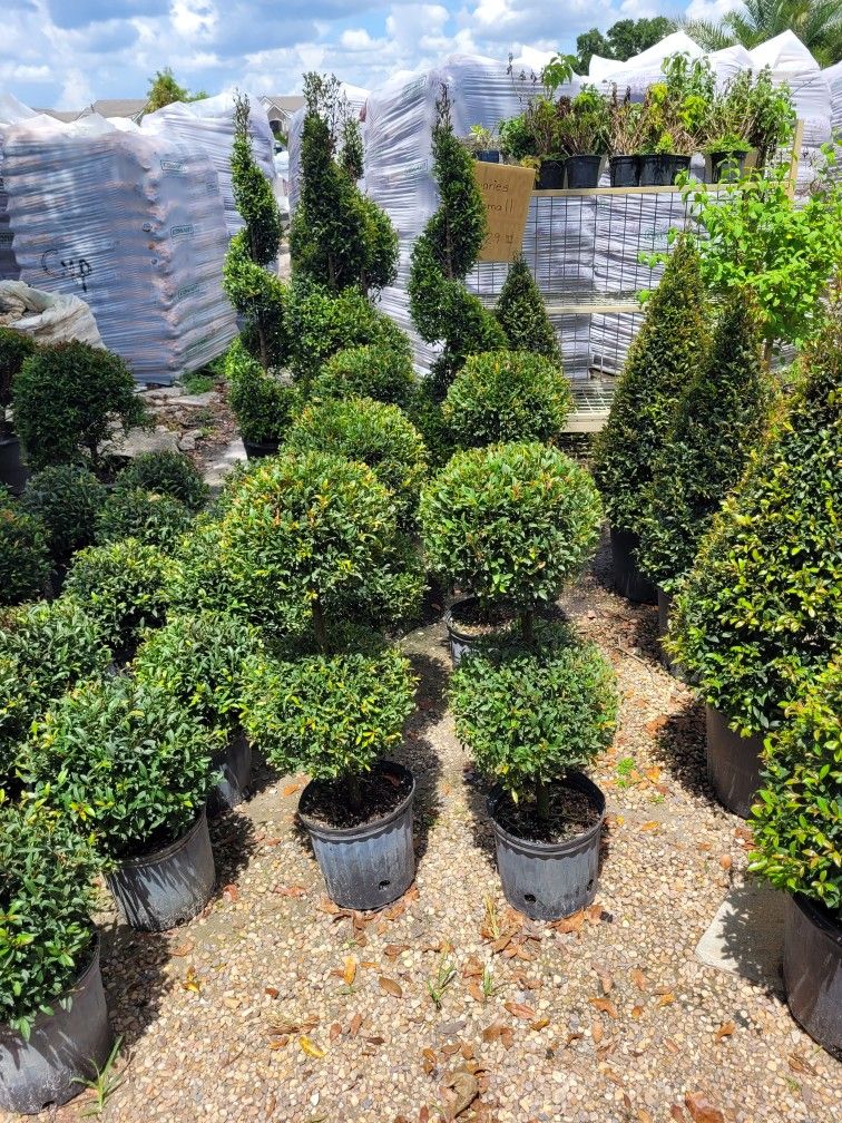 TOPIARIES SMALL