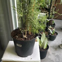 Rosmary Plant