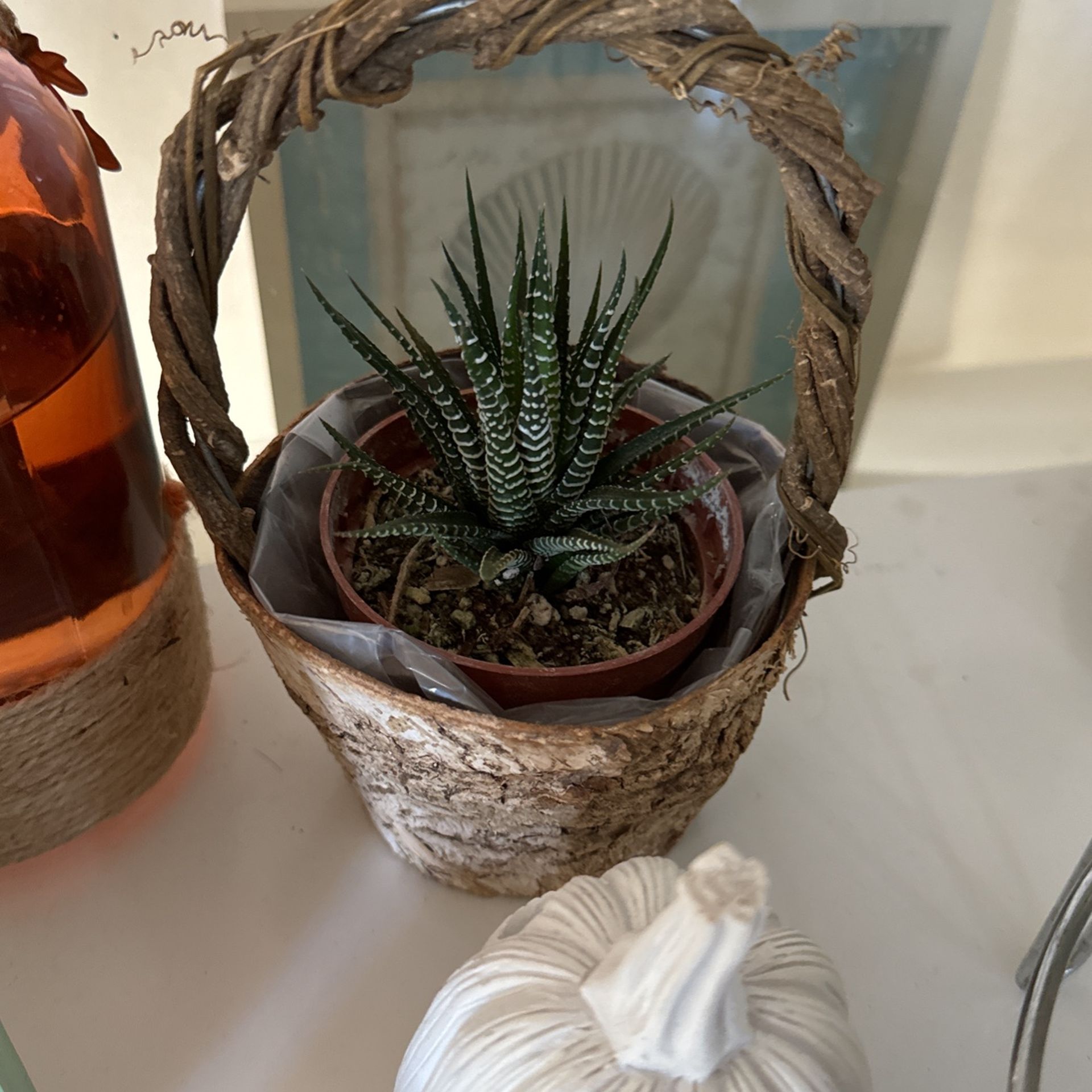 Plant with Burch Basket (small)