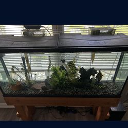 55 Gallon Tank