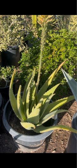 Aloe vera