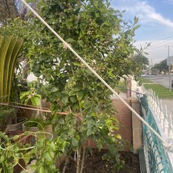 Green Lemon Plant For Sale