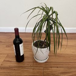 Two Foot Dracaena Plant With White Ceramic Pot 
