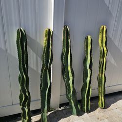 Apple 🍎 Cactus  🌵 Cuttings 