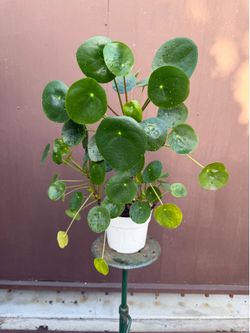 6” huge pilea money plant