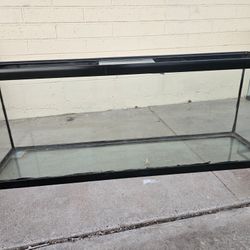 Fish Tanks