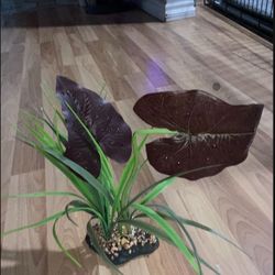 Zoomed Reptile Plants