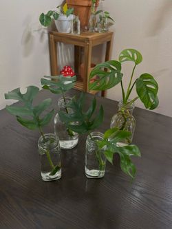 Monstera Propagations with Vintage Jar