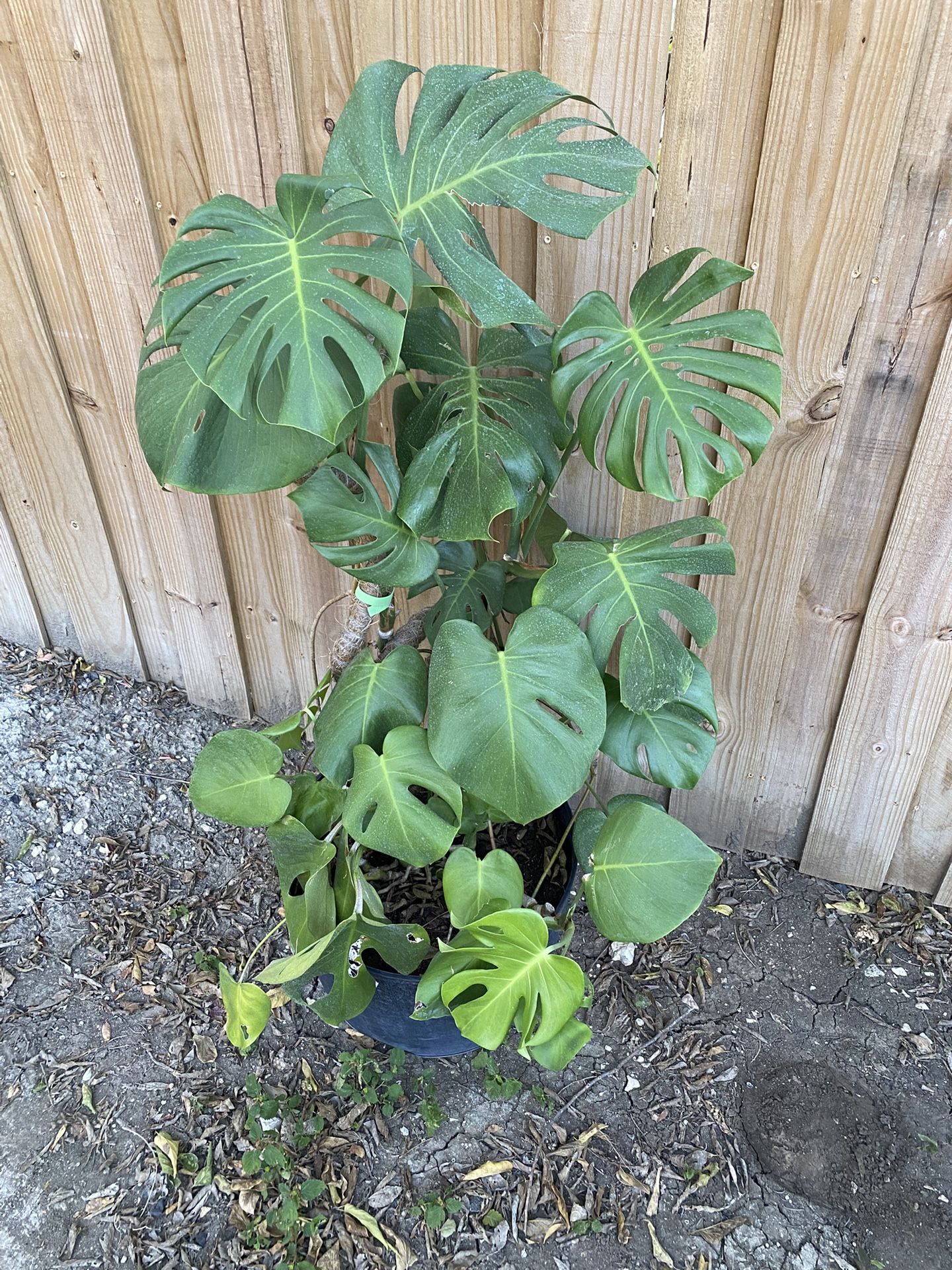 Tall Monstera Plant With Self Watering Pot For Outdoor Indoor