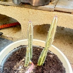 Pickle Plant Live Succulent – Kleinia Stapeliiformis in 4 Inch Pot, Indoor